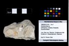 Foto (Objekt + Etikett) von Goniodromites sp.  (NHMW-GEO-1990-0041-3145)
